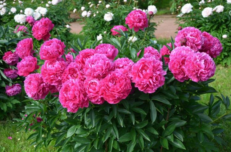 Fertilizing peonies: when and what to fertilize correctly?