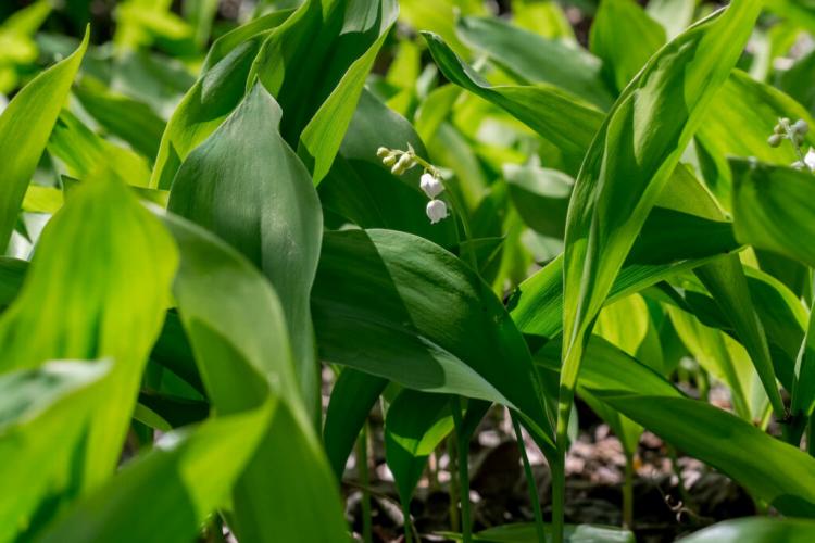 Recognizing wild garlic: 13 differences to lily of the valley & autumn crocus