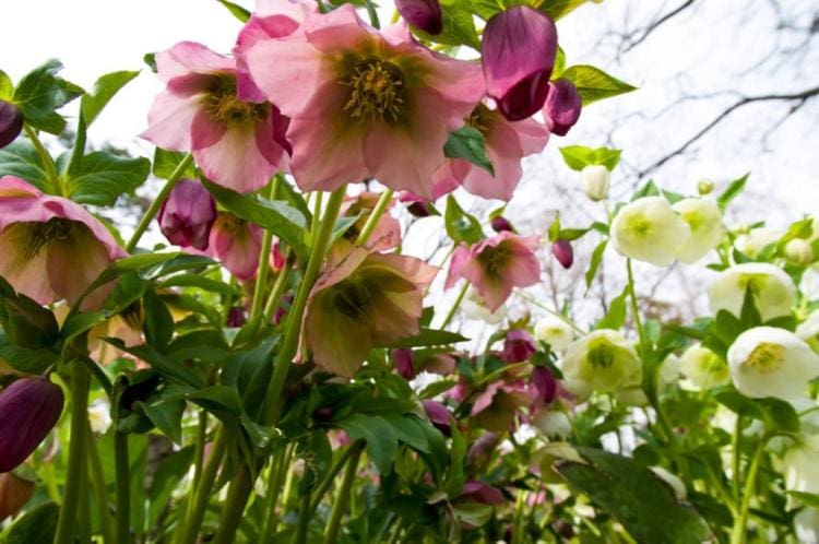 Christmas roses: expert tips on buying, location, care & Co.