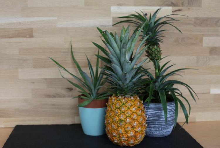 Planting Pineapples: Growing And Regrowth Instructions