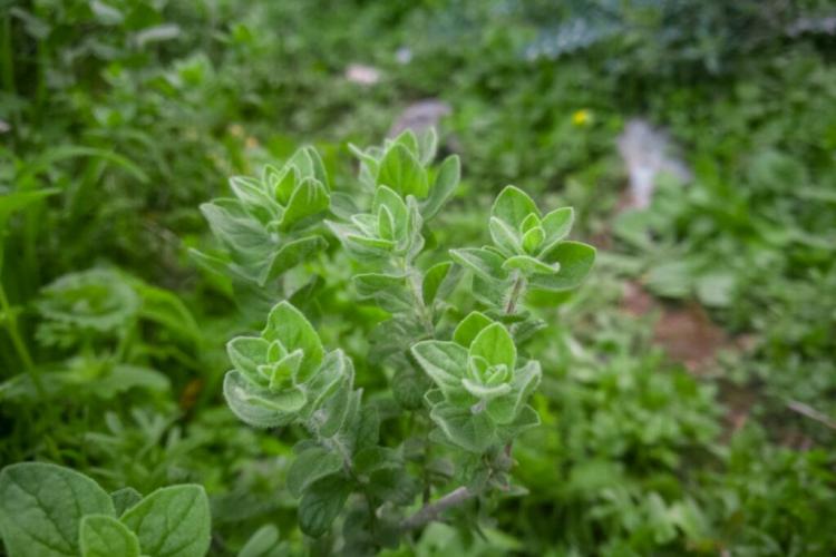 Greek oregano: differences from ordinary pizza herb