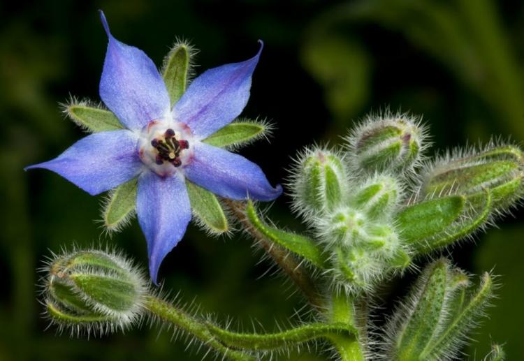 Borage: How To Planting, Caring For And Harvesting The Cucumber Herb