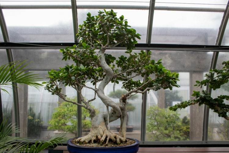 Ficus Ginseng: Planting & Caring for the Chinese Fig