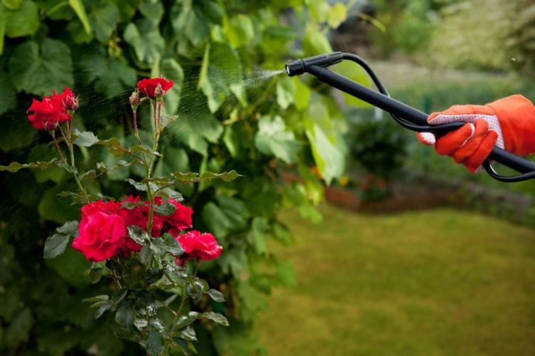 Fertilizing roses: professional tips at the right time & procedure