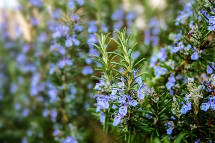 Properly Caring for Rosemary: Cutting, Fertilizing and Wintering