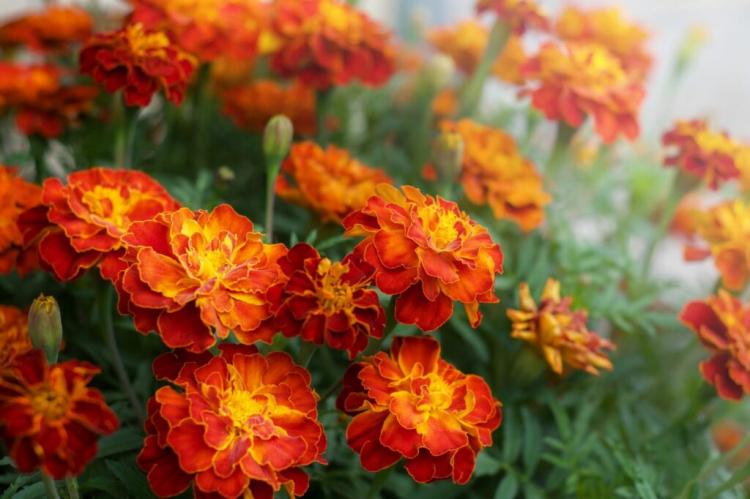 Tagetes: Sowing, Location And Care Of The Marigold