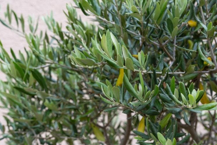 Fertilizing the olive tree: correct fertilizer & timing