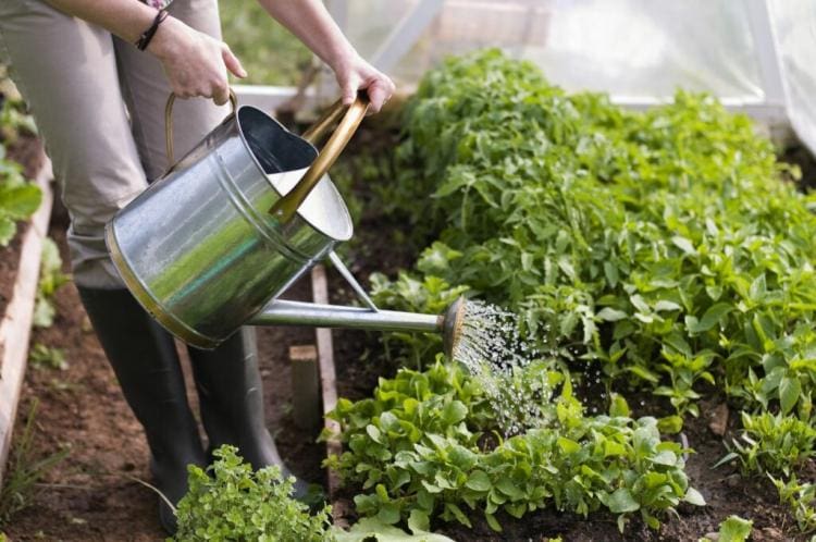 Saving Water In The Garden: 6 Valuable Tips