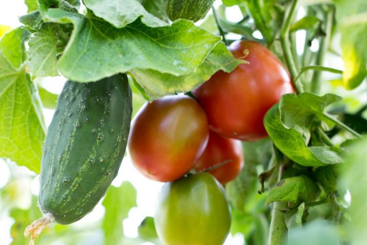 Mixed tomato cultivation: you get along with these neighbors