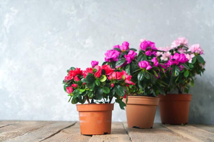 Azalea: plants, location & overwintering in the garden and in the house
