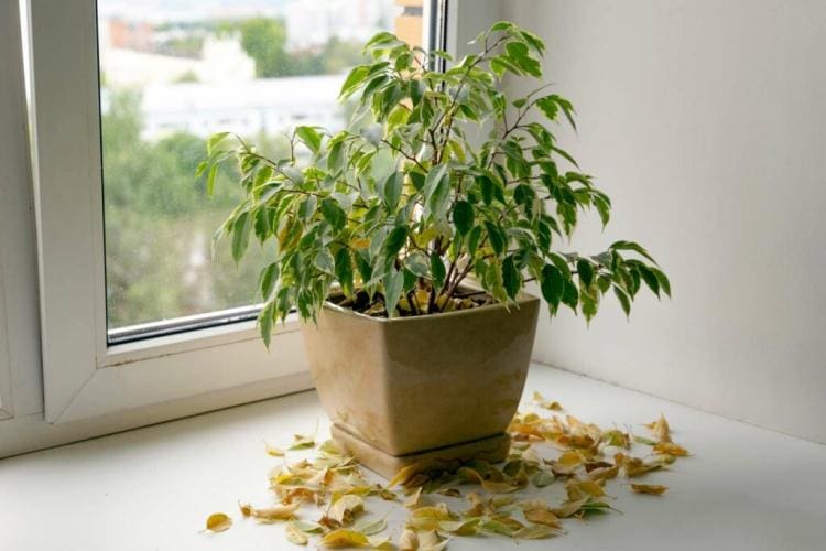 Hibernating container plants: how to do it correctly