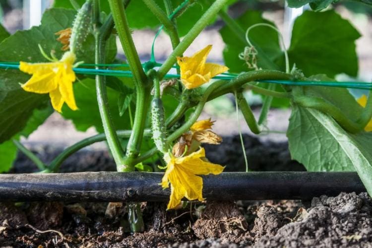 Saving water in the garden: 6 valuable tips