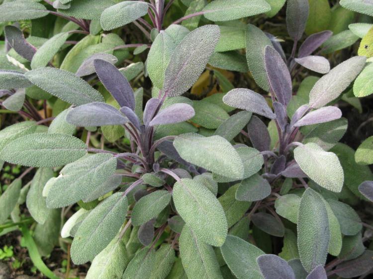 The garden sage: the healing spice from your own garden