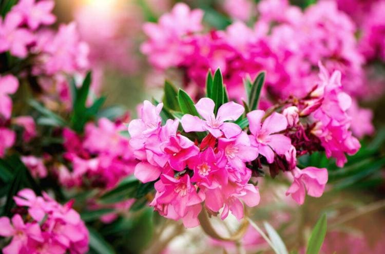 Fertilizing Oleander: Proper Care For Magnificent Flowers