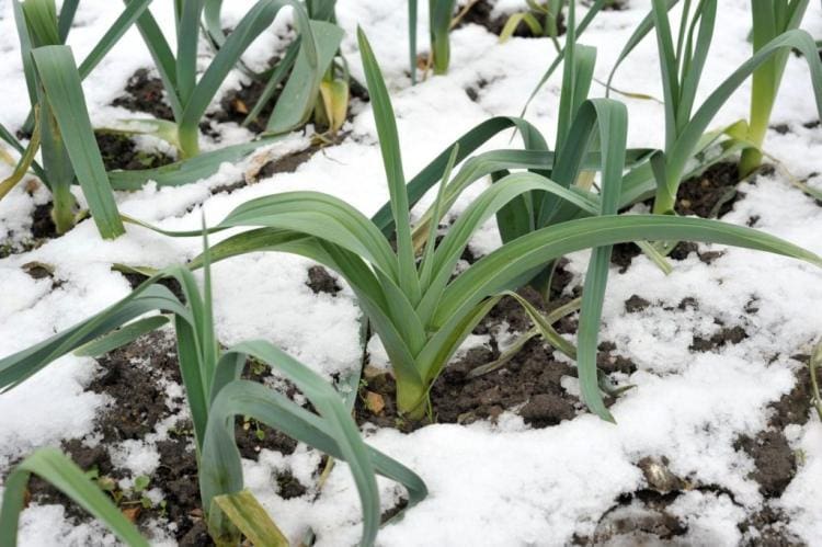 Growing leeks: sowing, care and harvest time