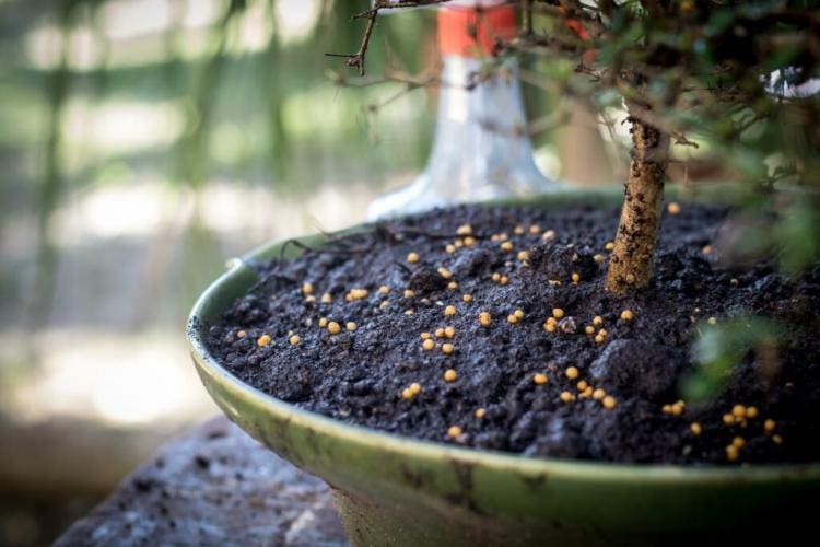 Fertilizing bonsai: professional tips on the procedure & the right fertilizer