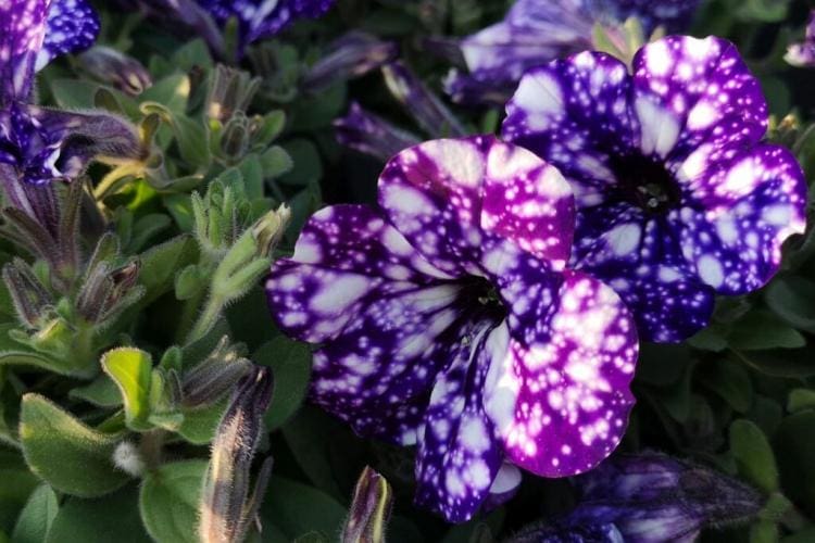 Petunias Propagating From Seeds Or Cuttings