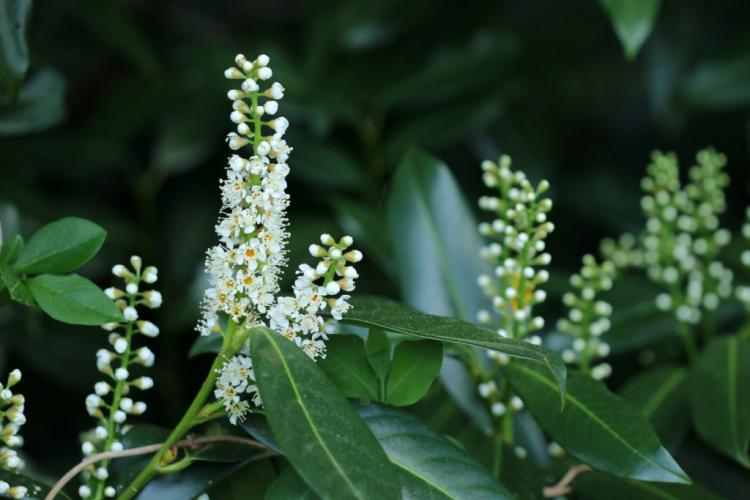 Cherry laurel plants: instructions & expert tips