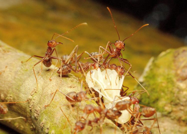 Control ants & drive them away successfully