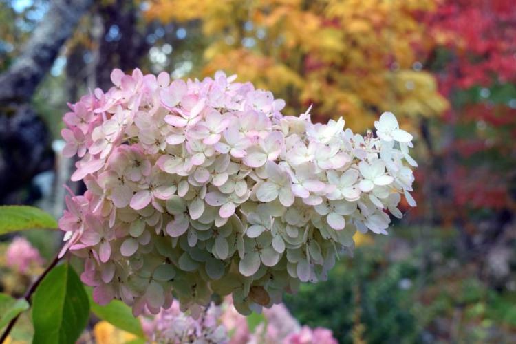 Hydrangeas: Expert Tips For Planting, Caring For And Cutting