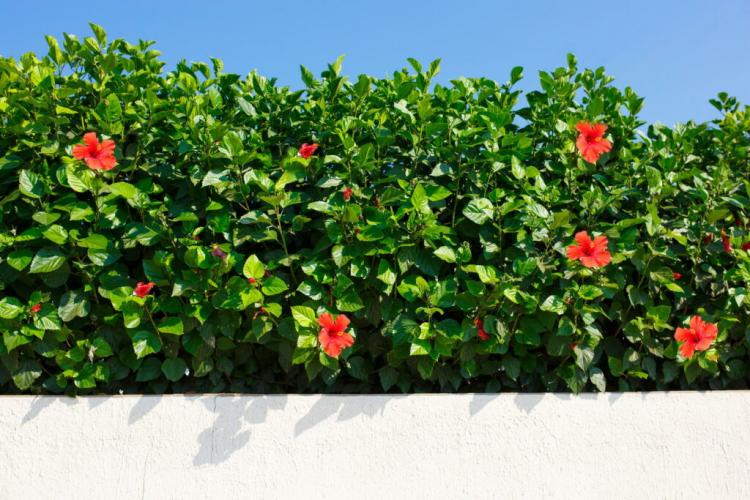 Hibiscus hedge: tips on choosing a variety, planting & care