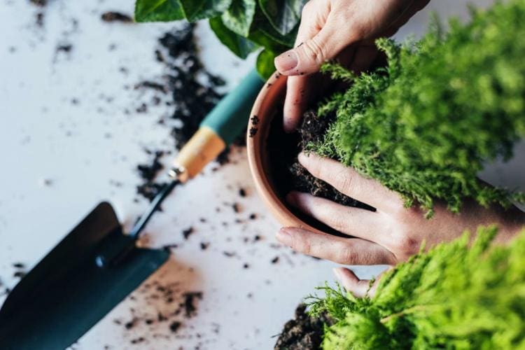 Fertilizing indoor plants: when, how often & what is the best fertilizer?