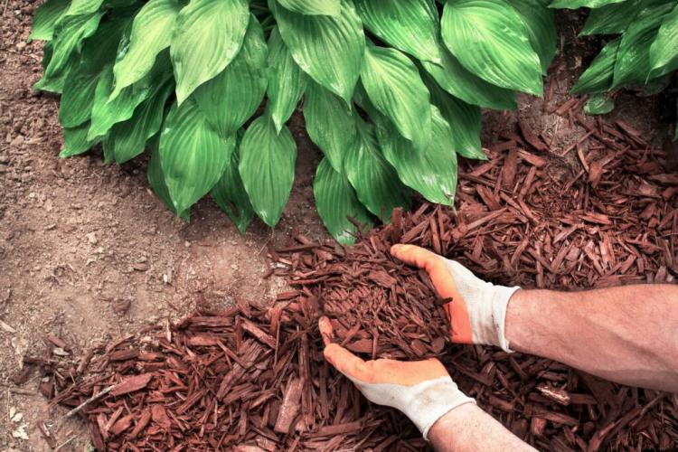Bark mulch against weeds: benefits & tips on how to proceed