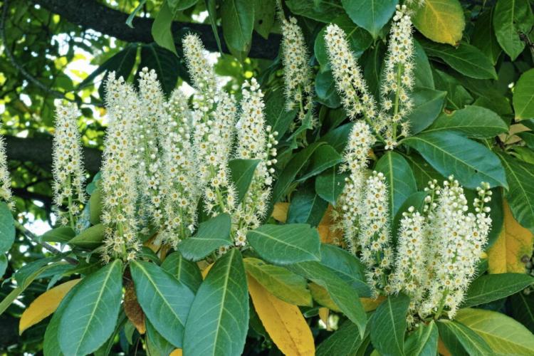 Cherry Laurel Brown And Yellow Leaves: Causes And Tips To Avoid