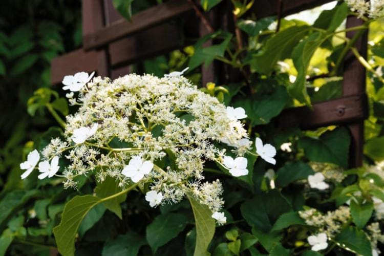 Hydrangea Types: The Most Beautiful Hydrangea Types For Magnificent Flowers