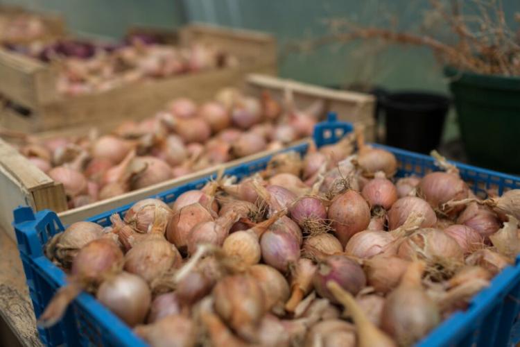 Shallots: Harvesting And Storing Properly