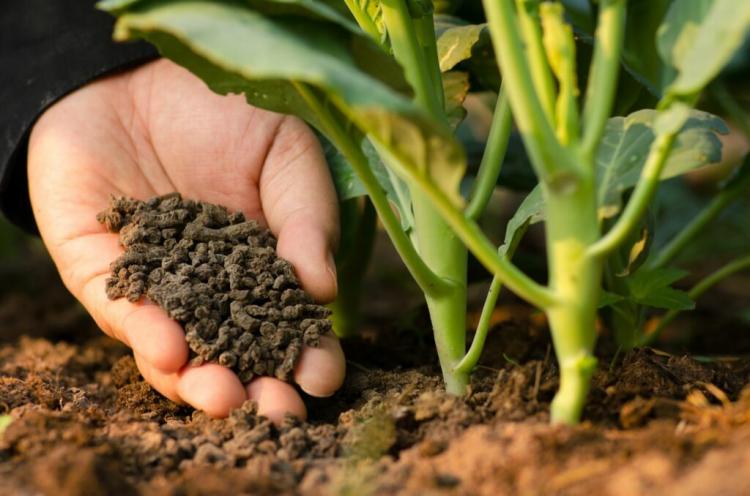 Organic-Mineral Fertilizer: Properties And Effects
