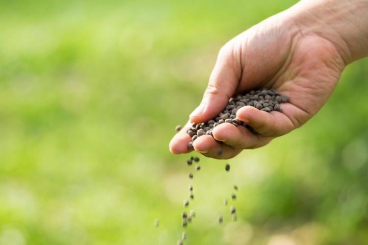 Best lawn fertilizer: organic & mineral fertilizers in comparison