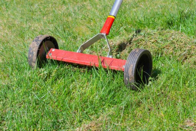 Winterize lawns & overwinter: tips from the experts