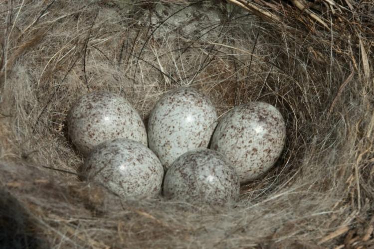 White wagtail: nest, young birds & more in the profile