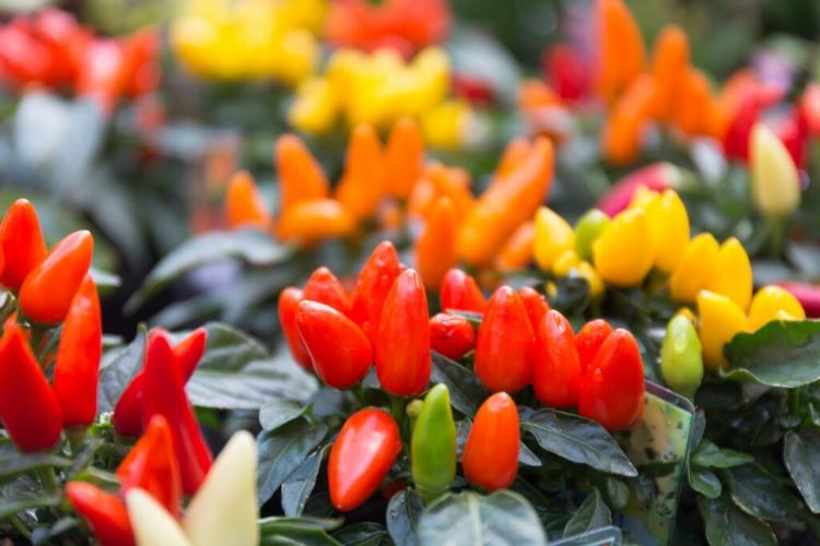 Buy chilli: expert tips & recommended sources of supply