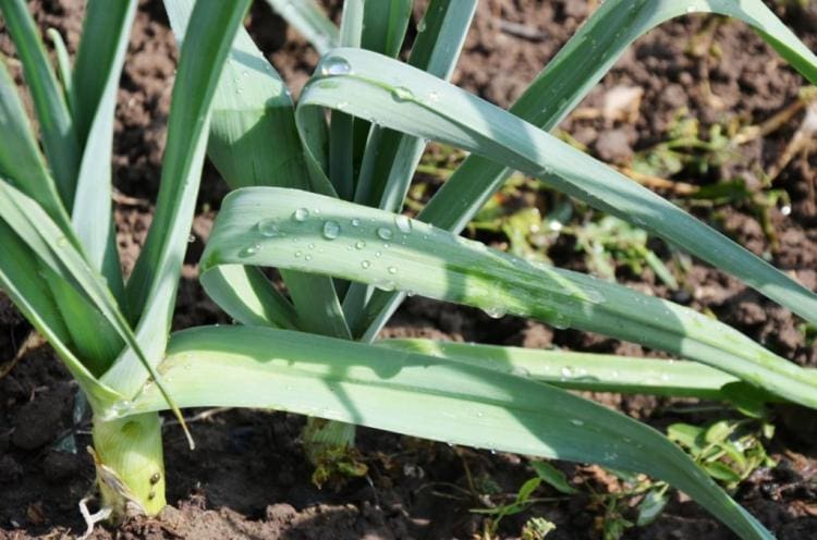 Growing leeks: sowing, care and harvest time