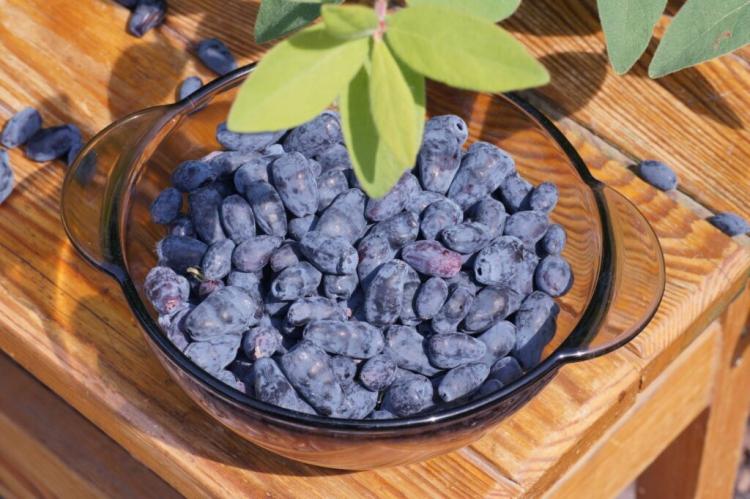 Mayberry: Varieties, Location & Cutting The Honeyberry