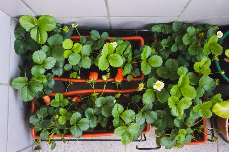 Strawberries On The Balcony: Planting In Pot & Pallets