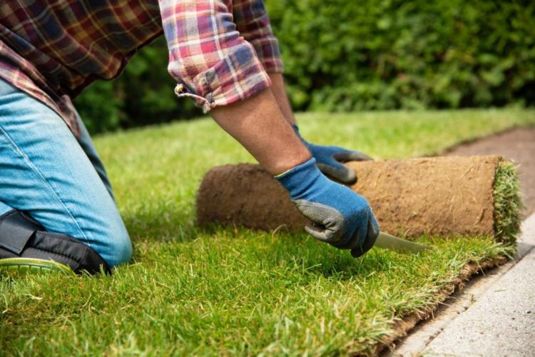 Which lawn type makes sense when? Our tips for the right lawn seeds