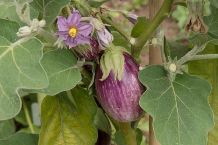 Eggplant varieties: overview of new, tried and tested & resistant varieties