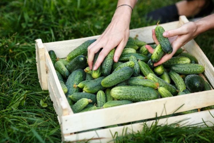 10 Tips For Making The Best Cucumbers From Your Garden