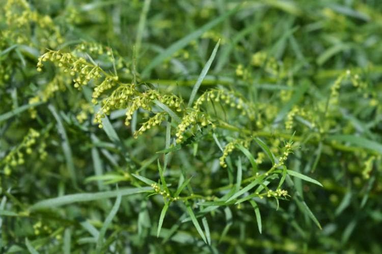 Caring for tarragon: properly cutting and wintering