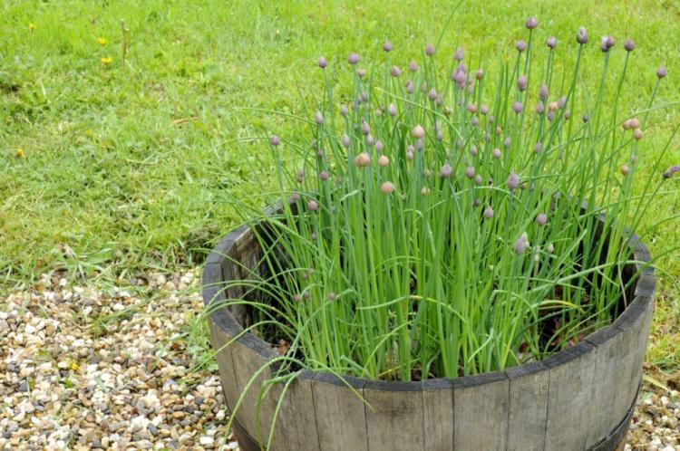Caring for chives: watering, fertilizing & cutting