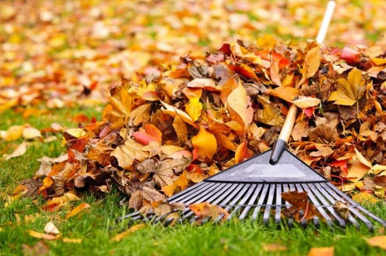 Year Round Lawn Care: What Is Important And When