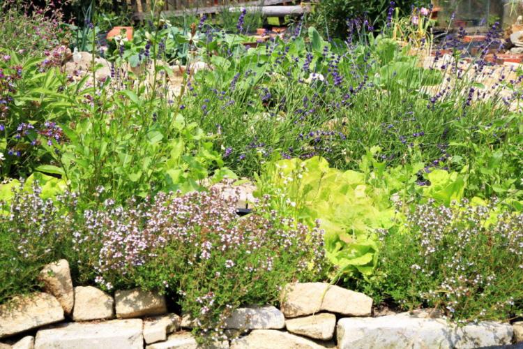 Mixed culture: which plants are ideally suited to each other?