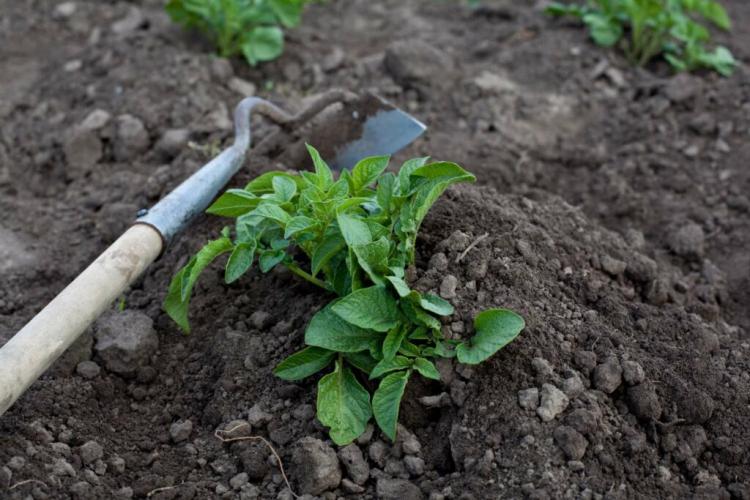 Planting potatoes: timing, location & procedure