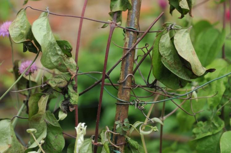 Clematis Wilt: Recognize Symptoms And Treat Successfully