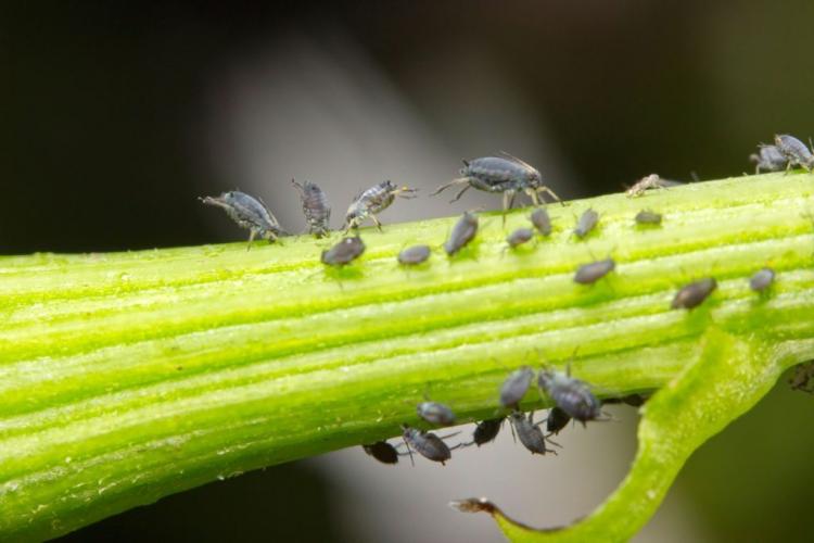 Aphids: appearance, origin & Co. in the profile
