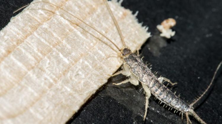 Home remedies for silverfish: what really helps?