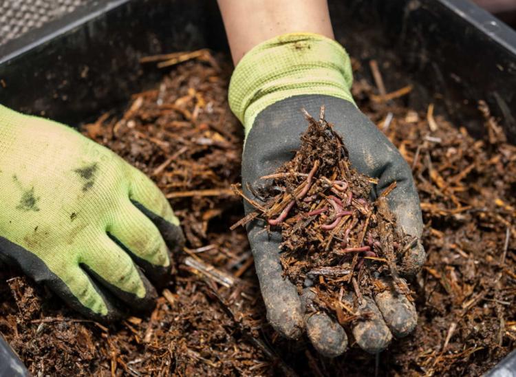 Compost worms: types, function & tips for propagation